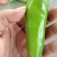 河南许昌辣椒，大量有货，欢迎选购