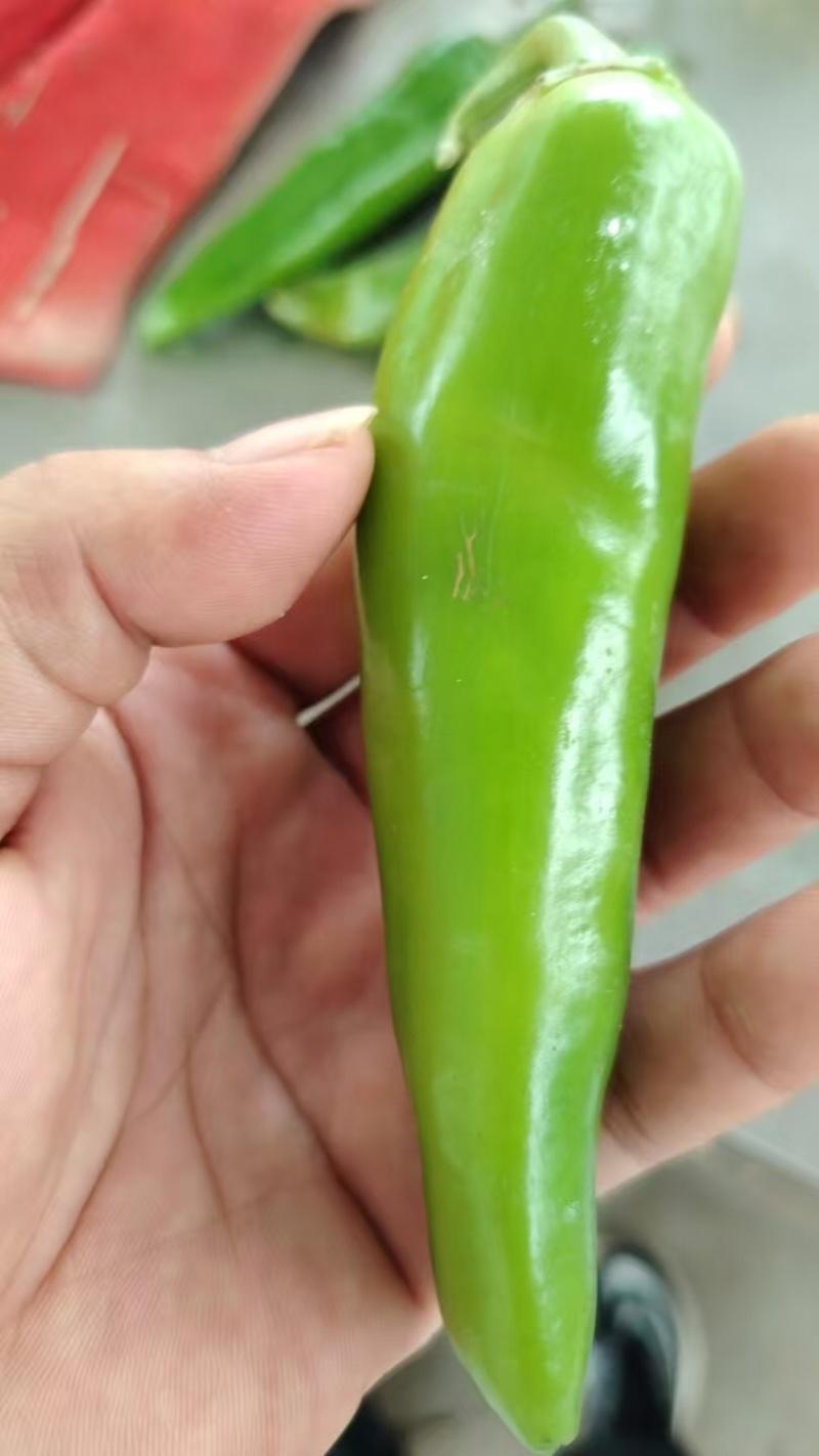 河南许昌辣椒，大量有货，欢迎选购