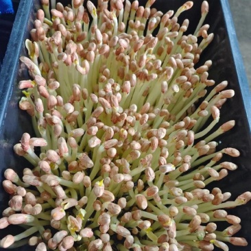 花生芽，