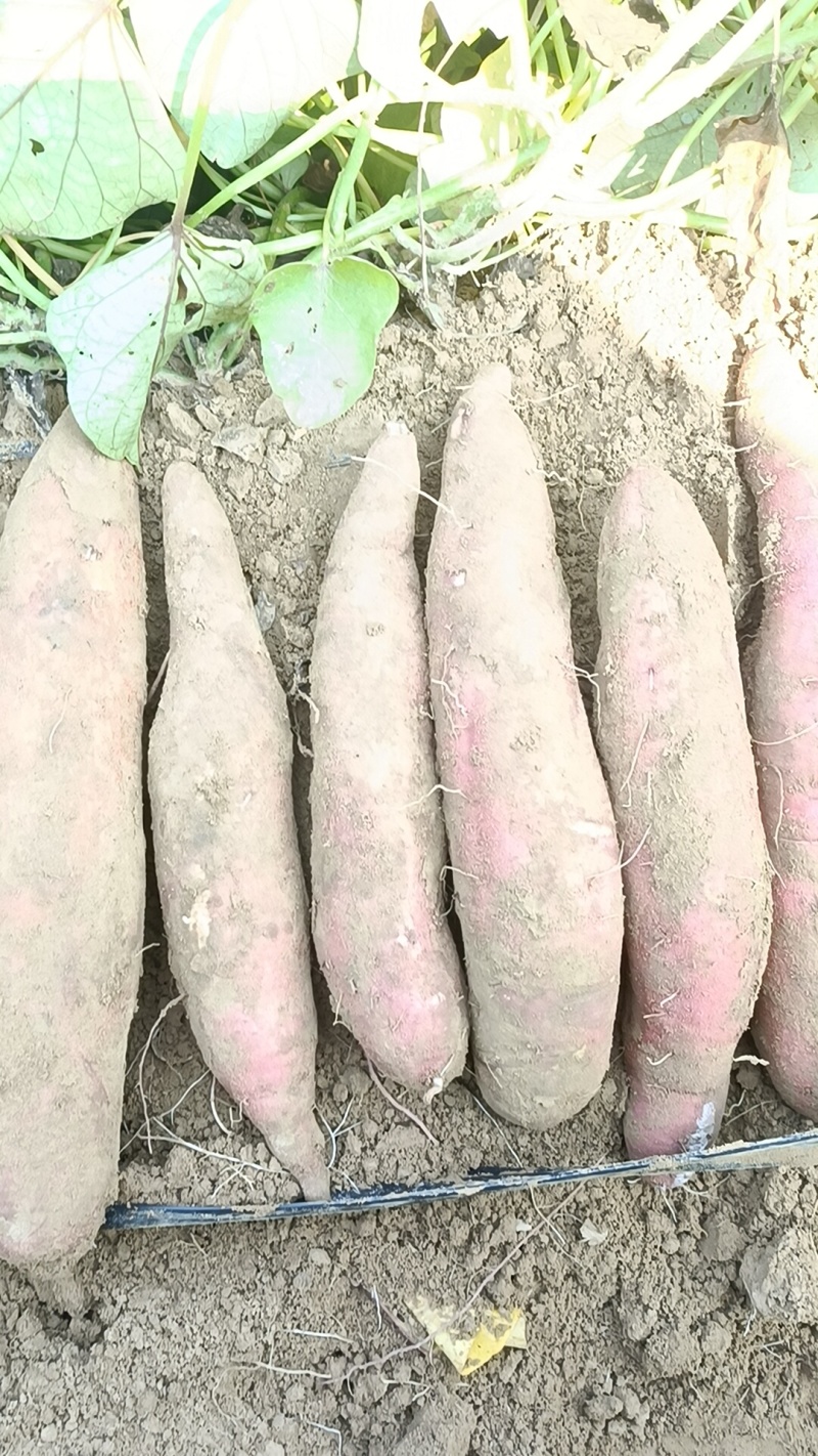 西瓜红各种品种都有，大量上市原产地全国各地发货