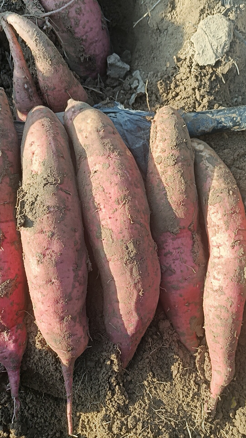 西瓜红各种品种都有，大量上市原产地全国各地发货