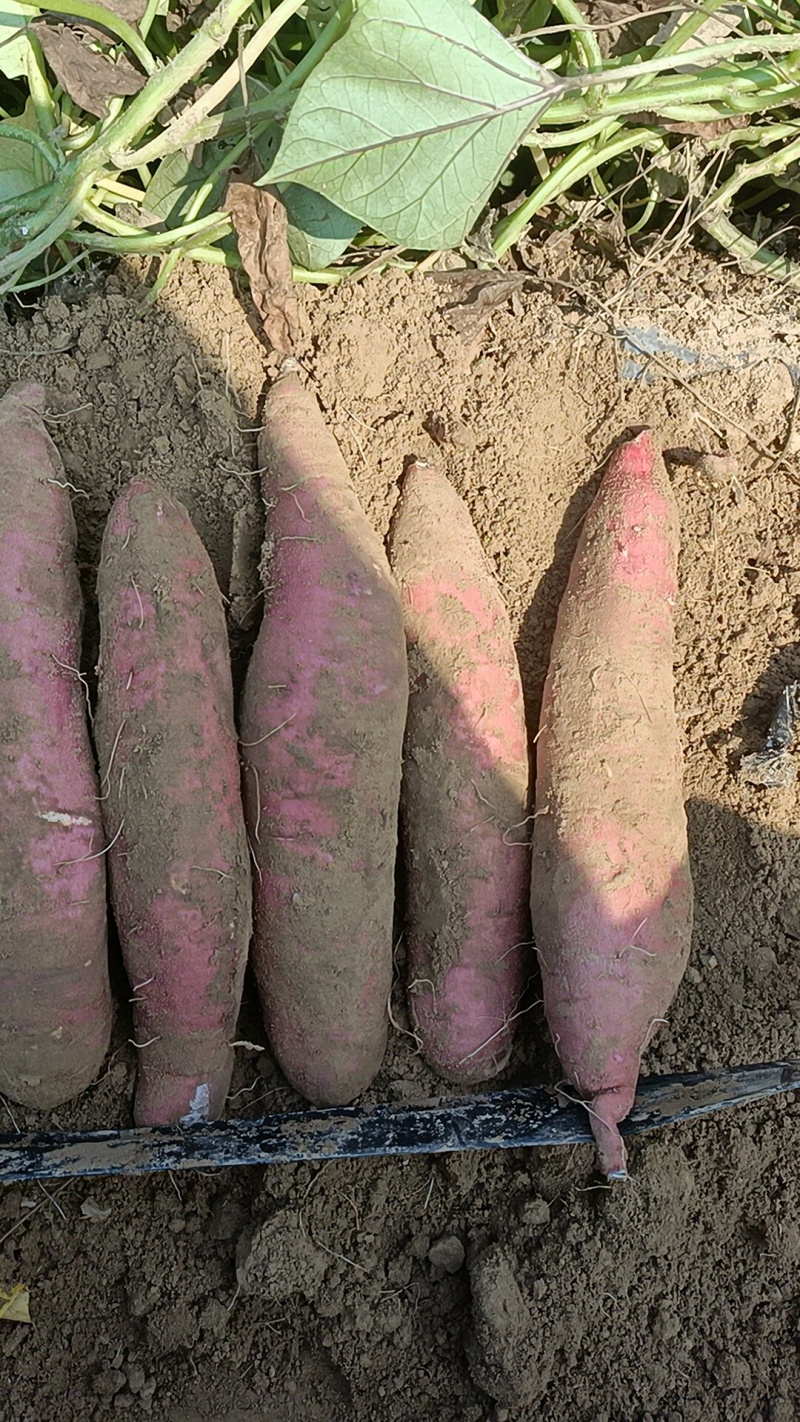 西瓜红各种品种都有，大量上市原产地全国各地发货