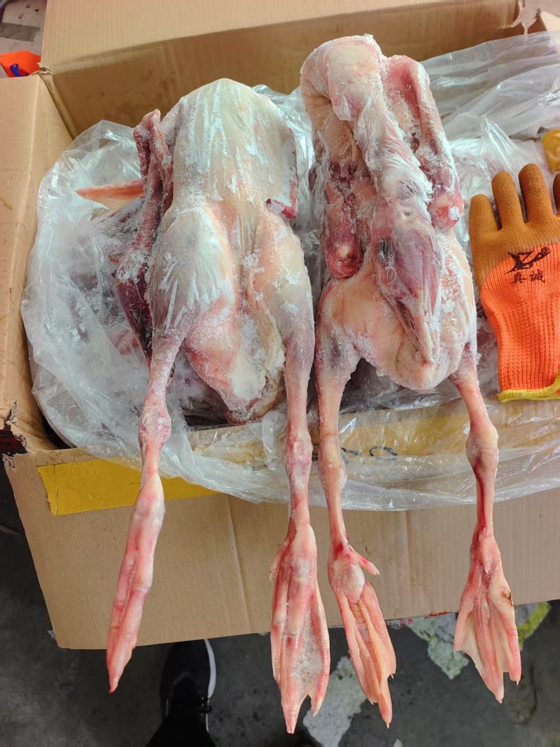 大鹅，黄河散养大鹅二十来块一只，颜色新鲜需要的老板看