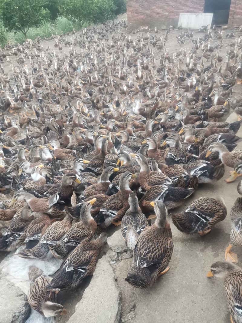 麻鸭