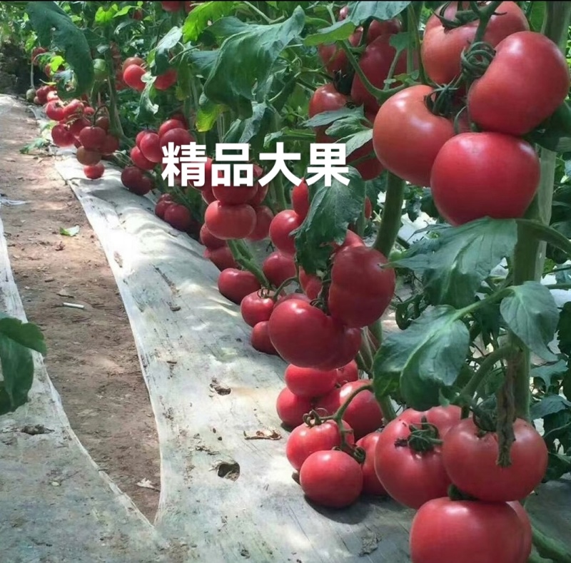 嘉年华糖度9个糖高产高口感耐裂产量高抗病毒抗死棵