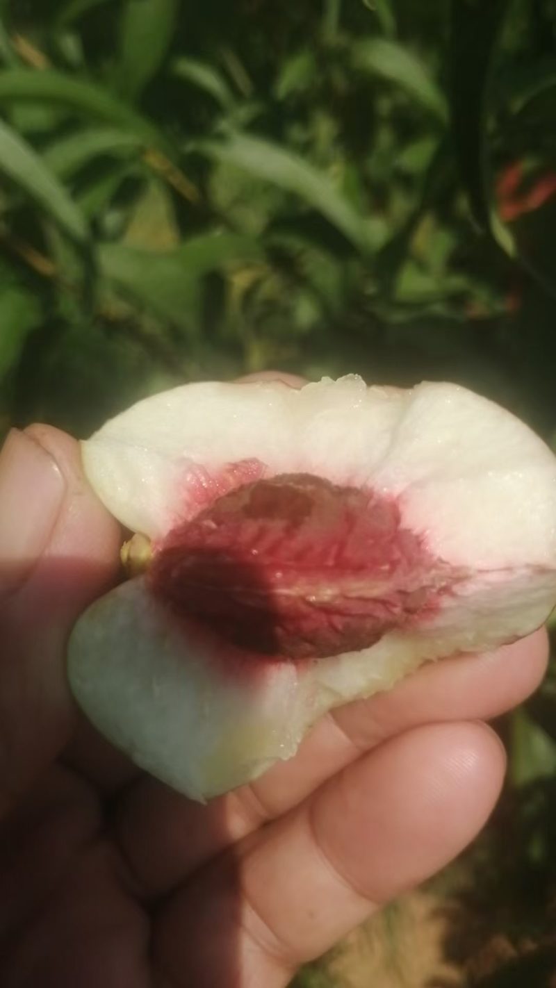 珍珠枣油桃供应中货源充足量大从优欢迎咨询