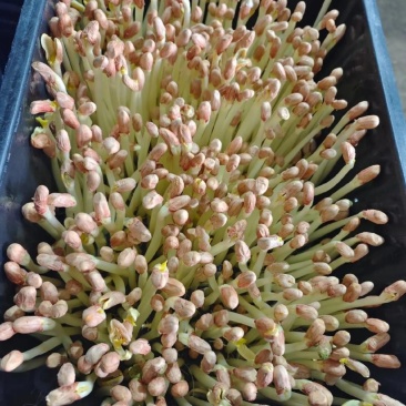 水培花生芽