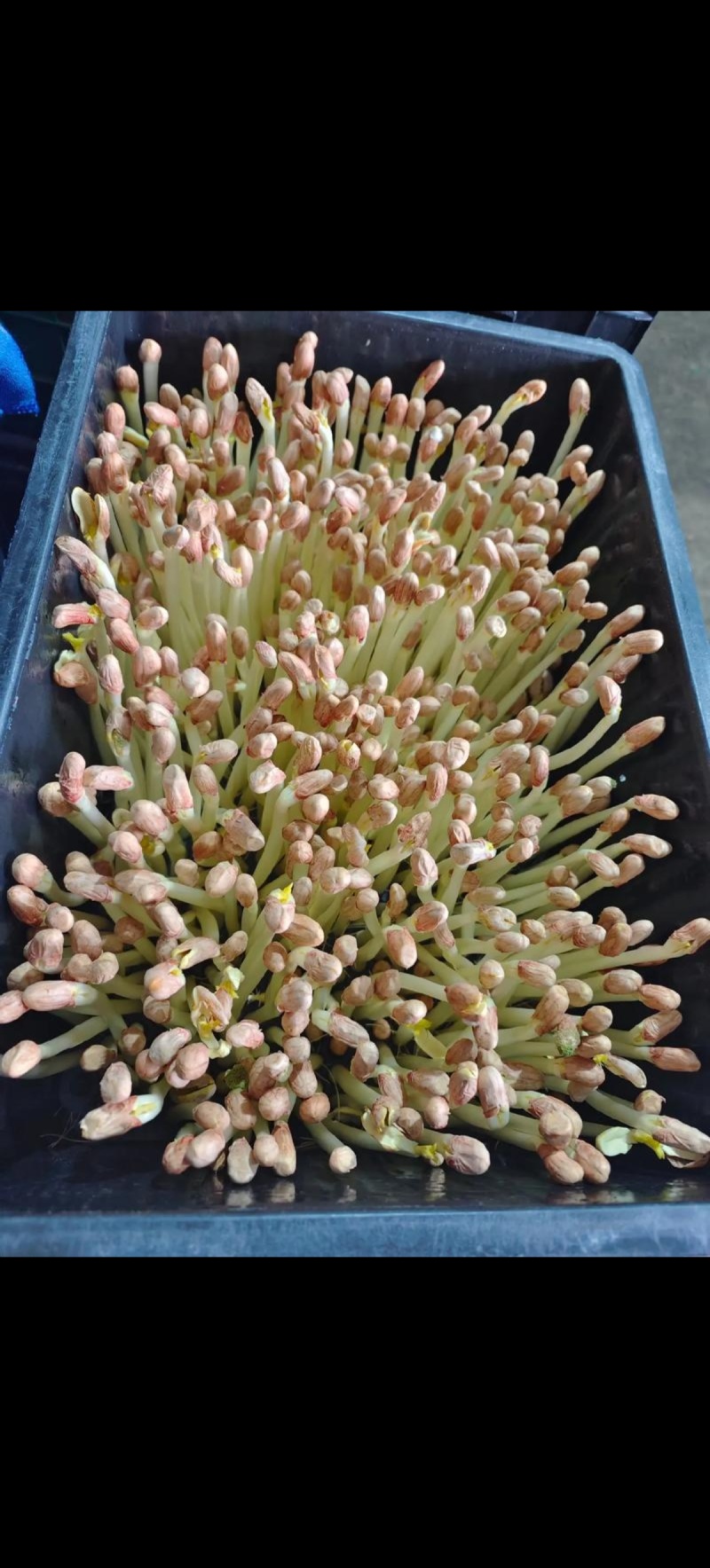 水培花生芽