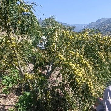 云南种植橄榄玻璃甘，甜橄榄