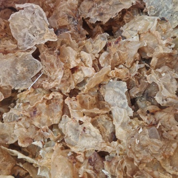赤肚100头鱼胶干货