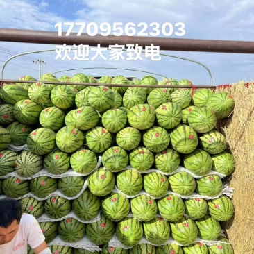 宁夏中卫硒砂瓜/可信可靠/