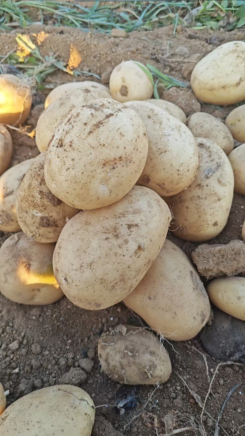 精品土豆商超电商货源充足量大从优产地供应诚信经营欢迎