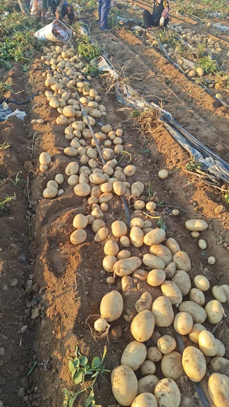 精品土豆商超电商货源充足量大从优产地供应诚信经营欢迎