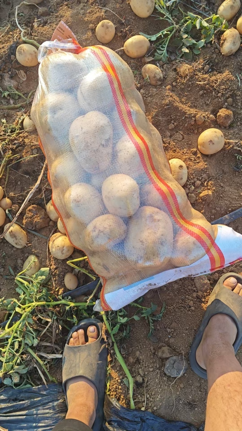 精品土豆商超电商货源充足量大从优产地供应诚信经营欢迎