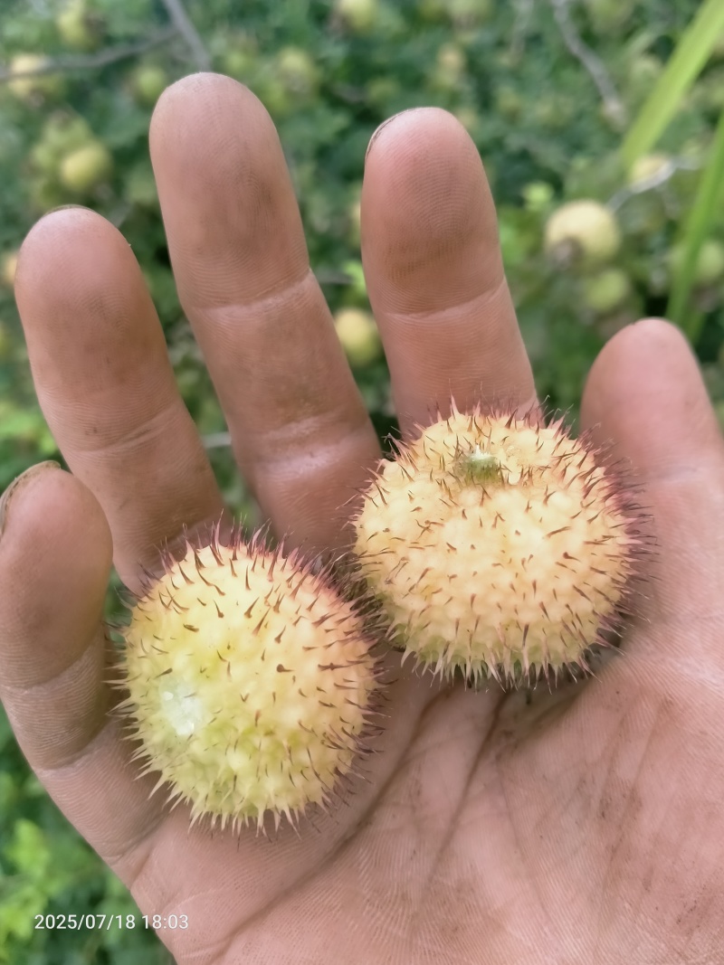 野生刺梨，鲜货