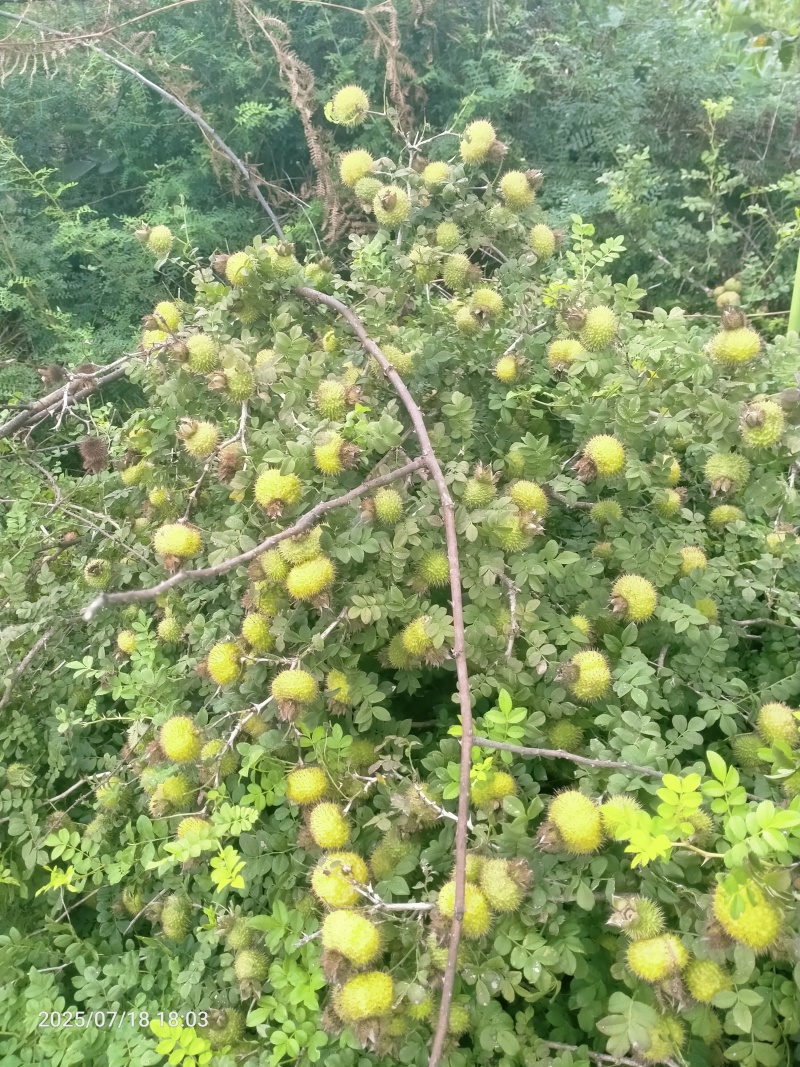 野生刺梨，鲜货
