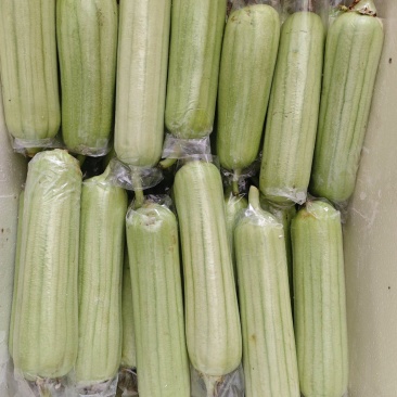 白玉丝瓜