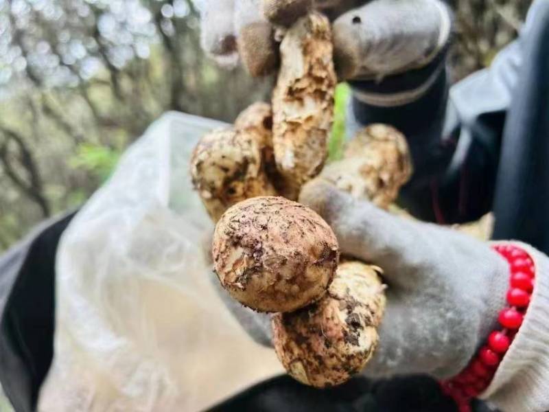 中国松茸之乡雅江松茸鲜货上市，统货和各规格都有现货