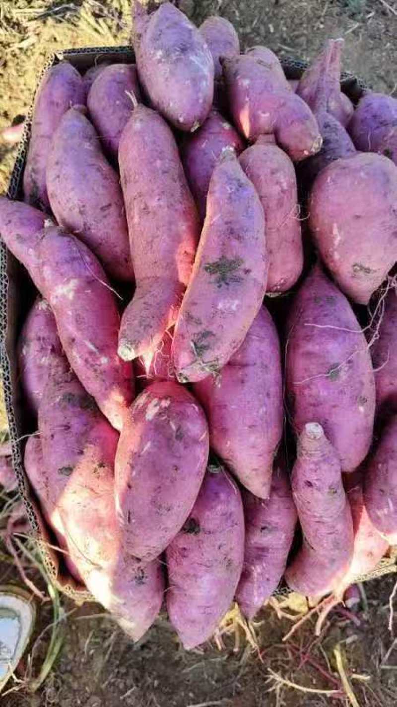 303红薯丨西瓜红红薯丨安徽红薯丨丘陵红薯品质好口感佳