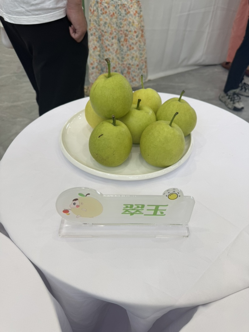 翠玉梨大量上市
