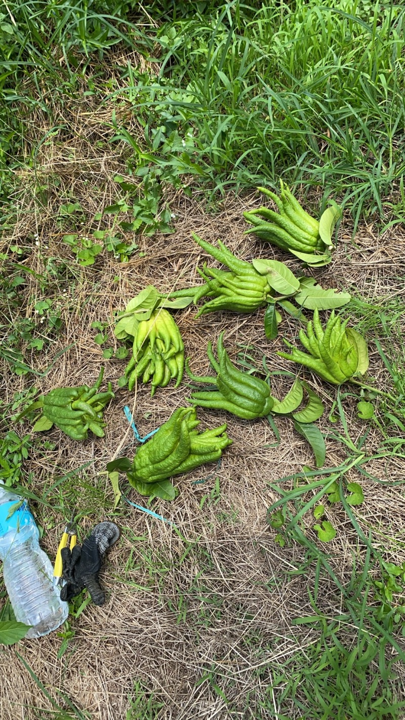 广东佛手柑产地一手货源，质量保证，视频看货电话联系