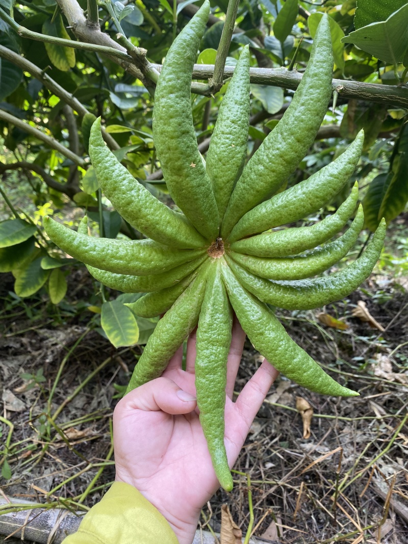 广东佛手柑产地一手货源，质量保证，视频看货电话联系