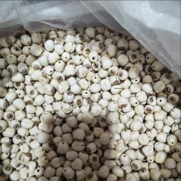 精品江西白莲子纯干货大量现货供应中欢迎来电咨询