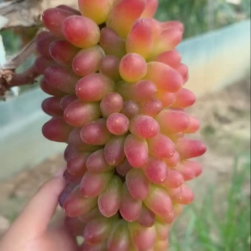 山东临沂精品茉莉香葡萄，口感甜，量大从优，欢迎咨询