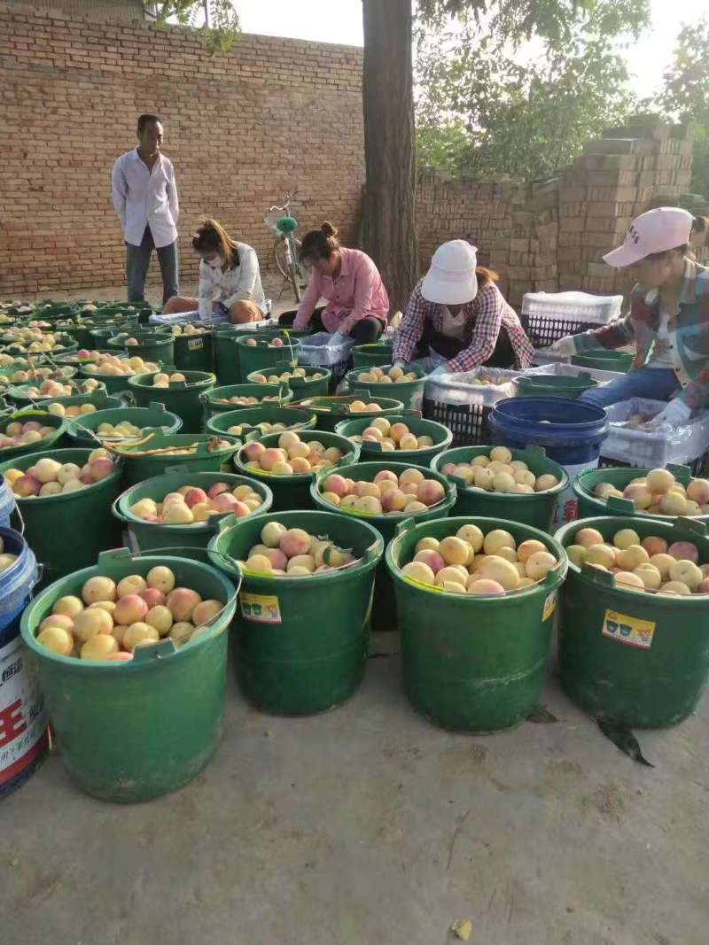 【精品李子】钱微红李子，对接全国档口，商超，市场，电商