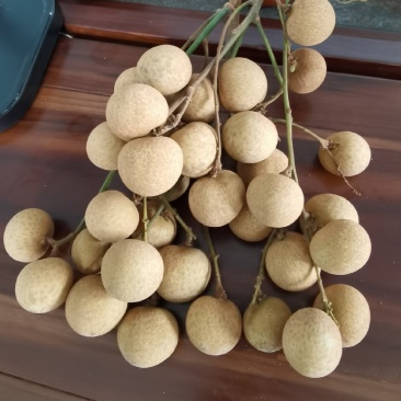 广西石峡龙眼储良大乌圆龙眼大量上市价格美丽