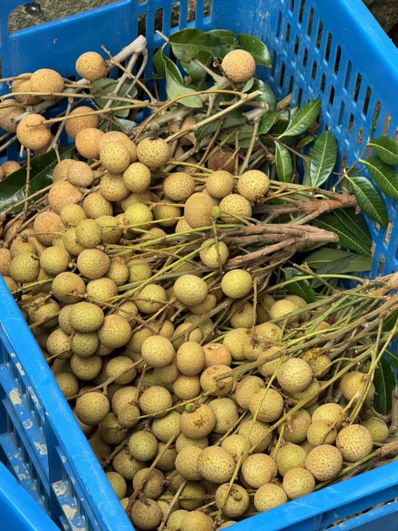 广西石峡龙眼大量上市