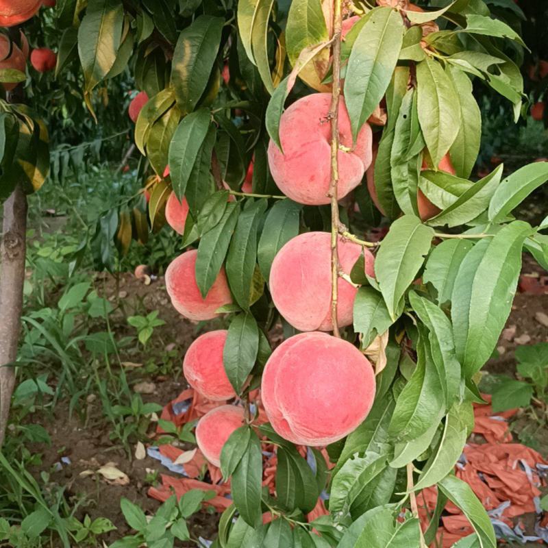 精品红夏