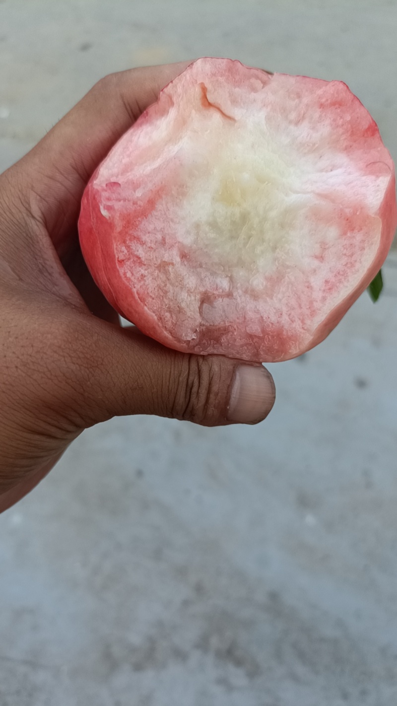精品红夏