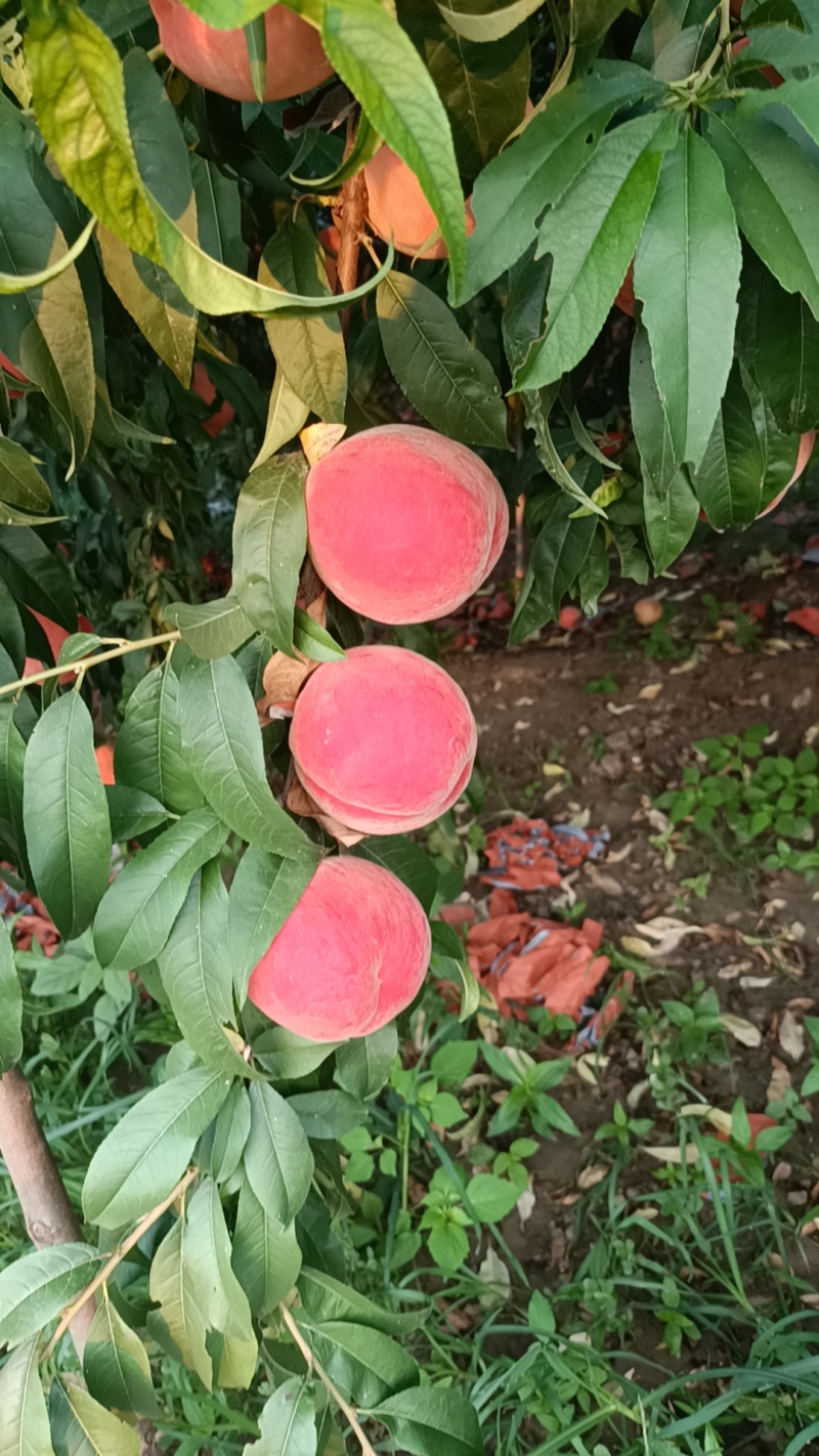 精品红夏