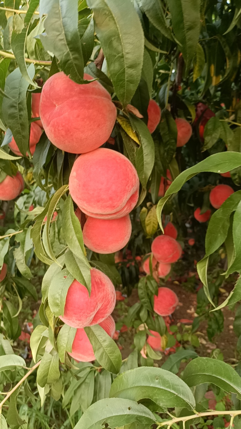 精品红夏