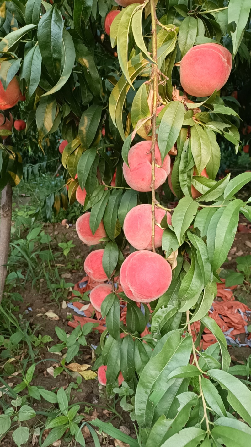 精品红夏