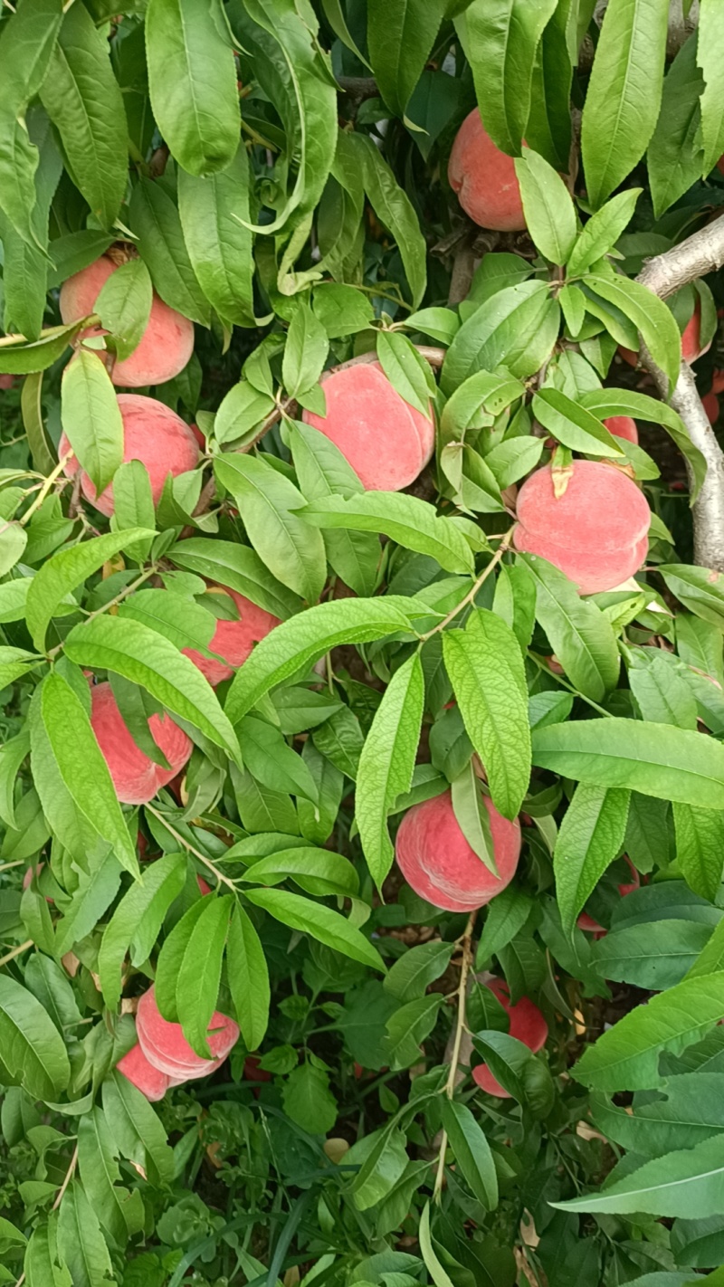 精品红夏