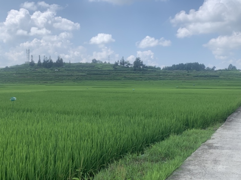 厂家直供长粒香大米，货源充足