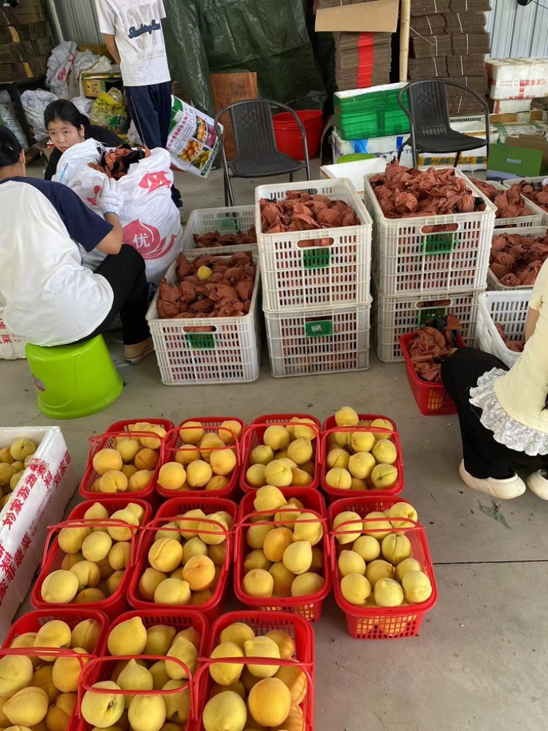江西高山锦绣黄桃脆甜多汁品相好品质好可零售可批发☎️