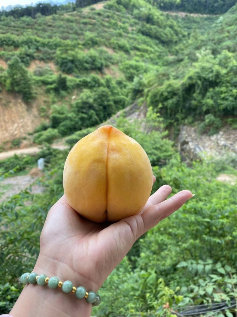江西高山锦绣黄桃脆甜多汁品相好品质好可零售可批发☎️