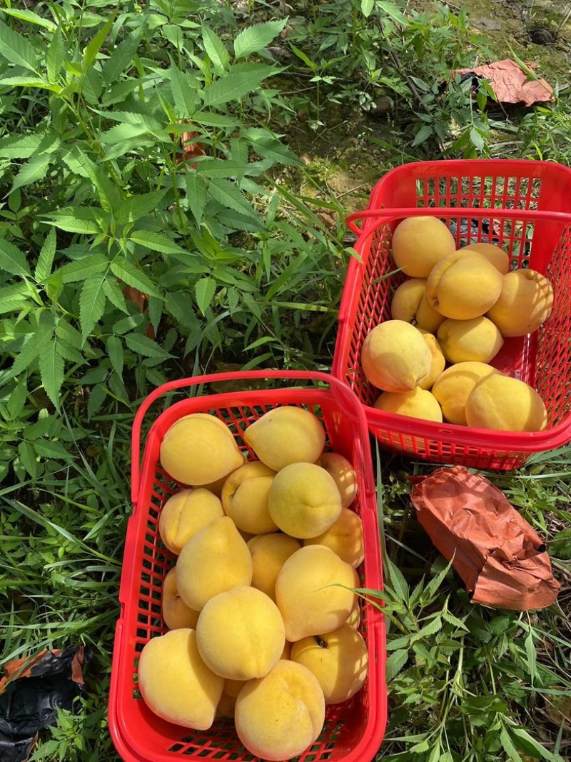 江西高山锦绣黄桃脆甜多汁品相好品质好可零售可批发☎️