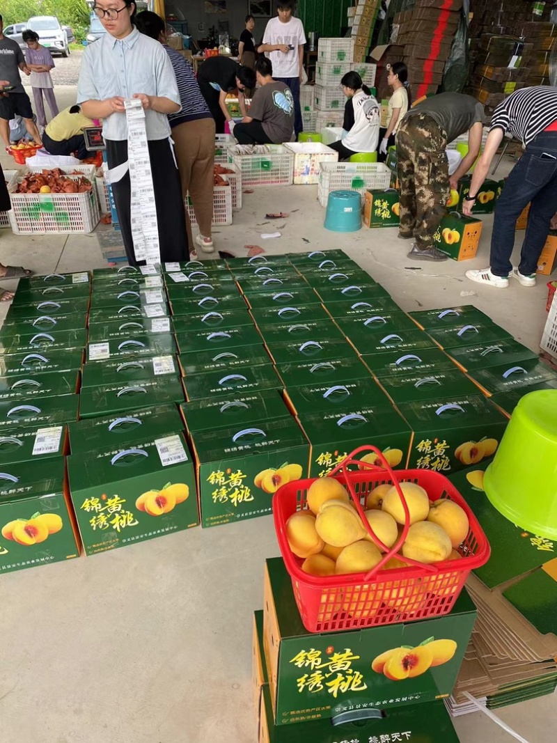 江西高山锦绣黄桃脆甜多汁品相好品质好可零售可批发☎️