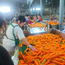 陕北精品胡萝卜。对接电商超市。各大市场