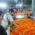 陕北精品胡萝卜。对接电商超市。各大市场