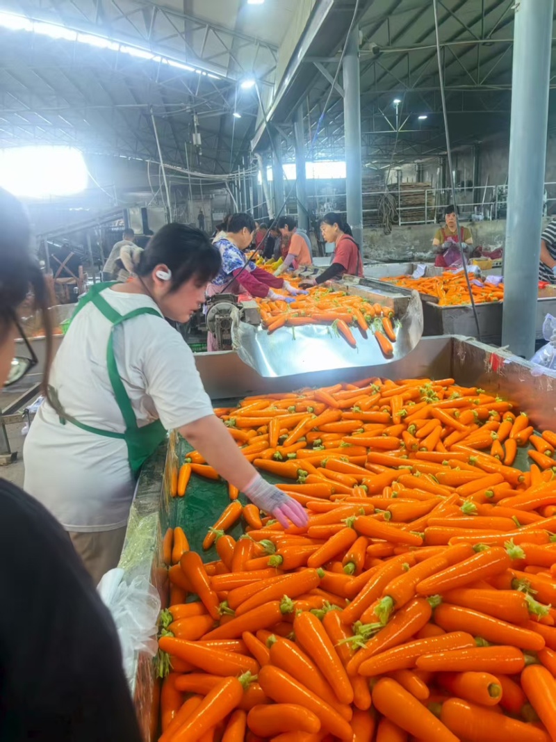 陕北精品胡萝卜。对接电商超市。各大市场