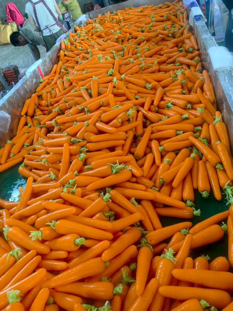 陕北精品胡萝卜。对接电商超市。各大市场
