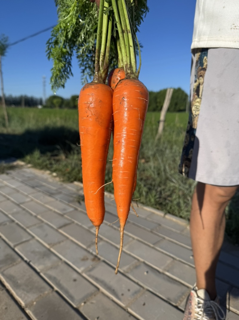 陕北精品胡萝卜。对接电商超市。各大市场