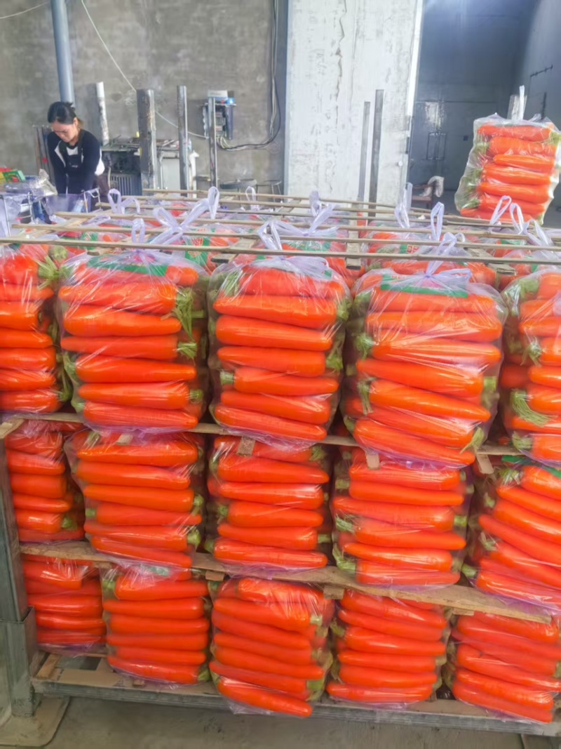 陕北精品胡萝卜。对接电商超市。各大市场