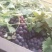 襄城县崔结实代收欢迎您腾仁葡萄正在上市中