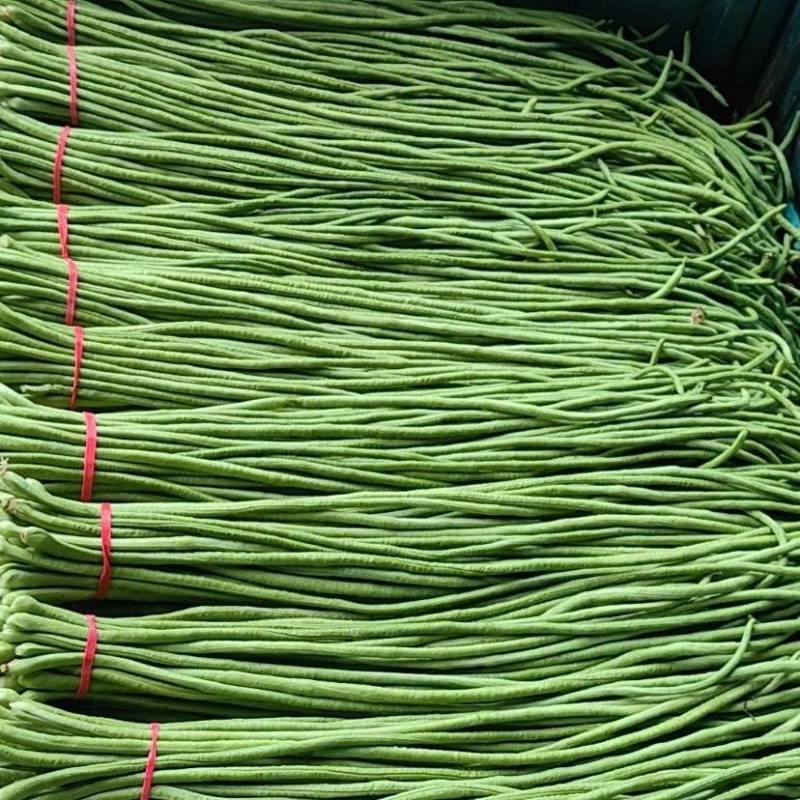 豆角河北豆角量大从优全国代发需要的老板与我联系